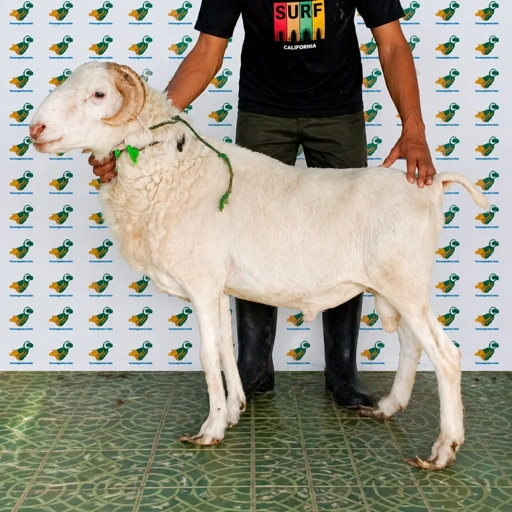 Image of Domba Qurban Tipe F 75, berat 37 sd 41 Kg