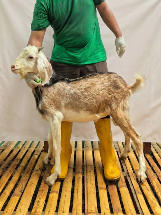 Image of KAMBING Qurban, Tipe E 1011 (33 sd 37 Kg)