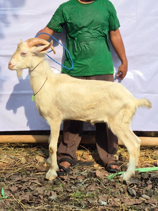 Image of KAMBING Qurban, Tipe F 1096 (37 sd 41 Kg)