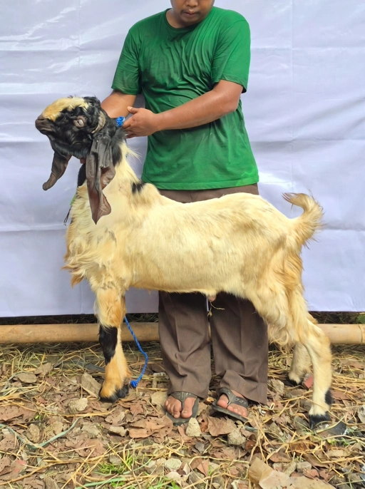 Image of KAMBING Qurban, Tipe F 1098 (37 sd 41 Kg)