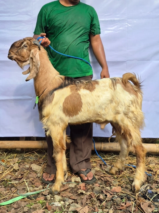 Image of KAMBING Qurban, Tipe F 1099 (37 sd 41 Kg)