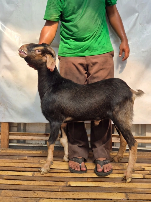 Image of KAMBING Qurban, Tipe B 1138. Bobot 21 sd 25 Kg