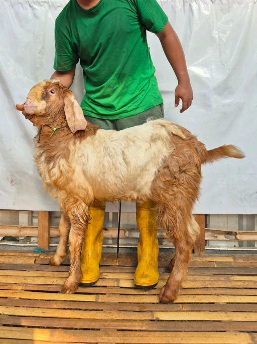 Image of KAMBING Qurban, Tipe E 1140 (33 sd 37 Kg)