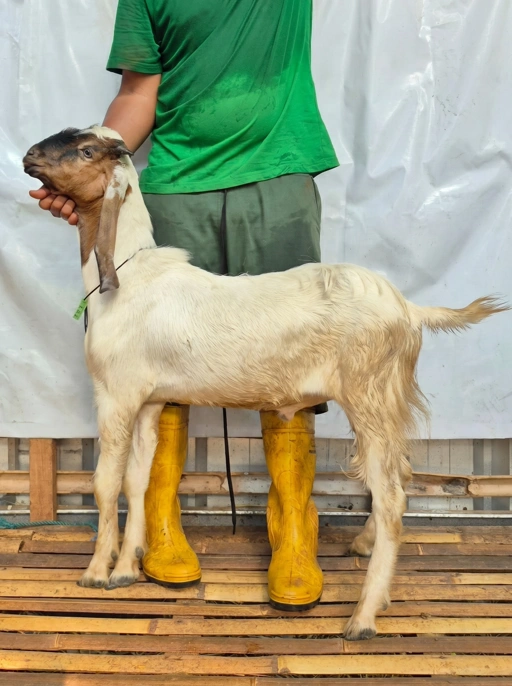Image of KAMBING Qurban, Tipe C 1141. Bobot 25 sd 29 Kg