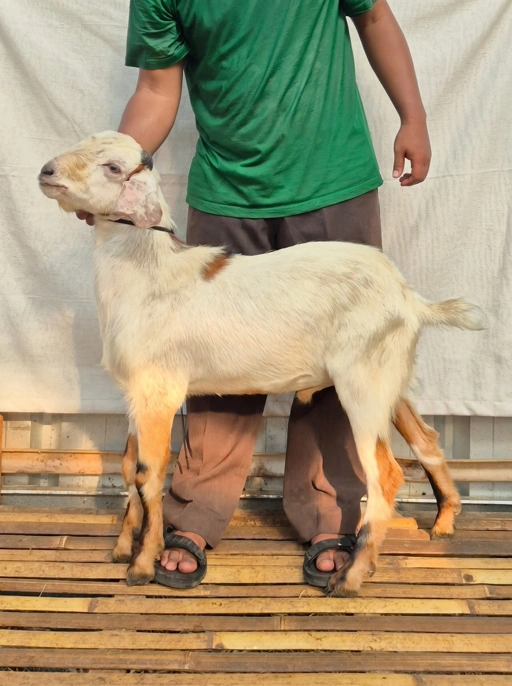 Image of KAMBING Qurban, Tipe C 1143. Bobot 25 sd 29 Kg