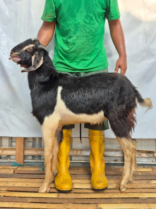Image of KAMBING Qurban Tipe D 1145, berat 29 sd 33 Kg