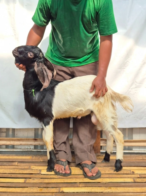 Image of KAMBING Qurban, Tipe C 1149. Bobot 25 sd 29 Kg