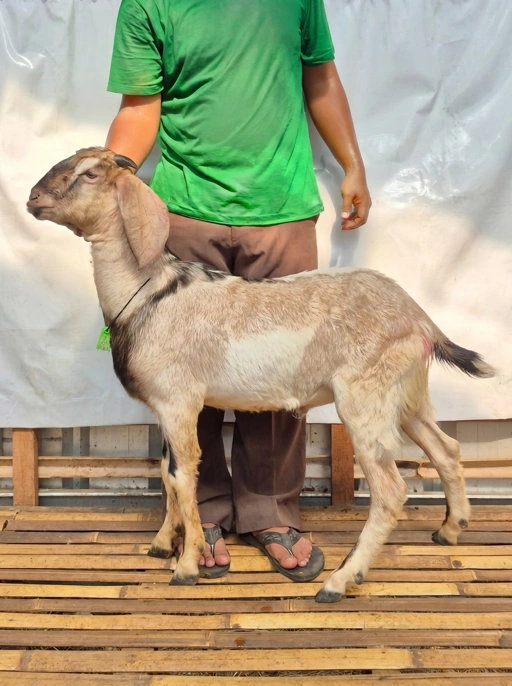 Image of KAMBING Qurban Tipe D 1153, berat 29 sd 33 Kg