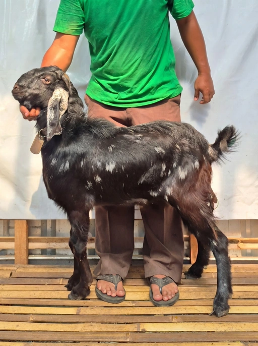 Image of KAMBING Qurban Tipe D 1154, berat 29 sd 33 Kg