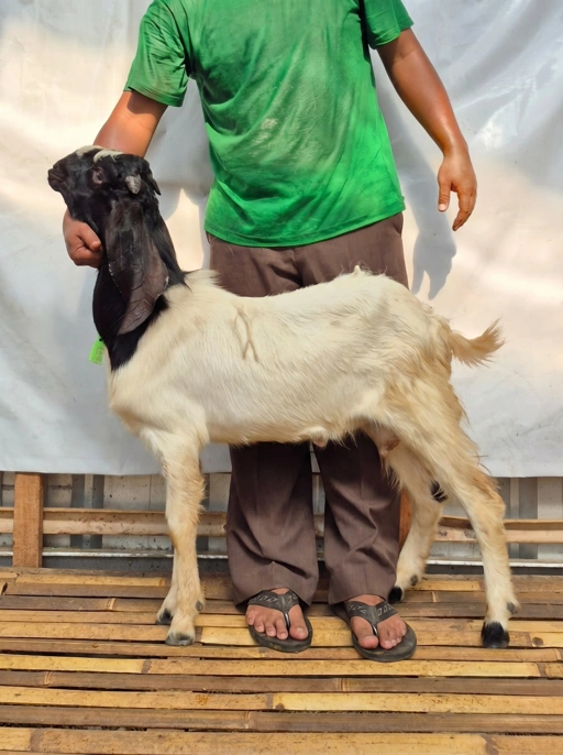 Image of KAMBING Qurban, Tipe C 1155. Bobot 25 sd 29 Kg