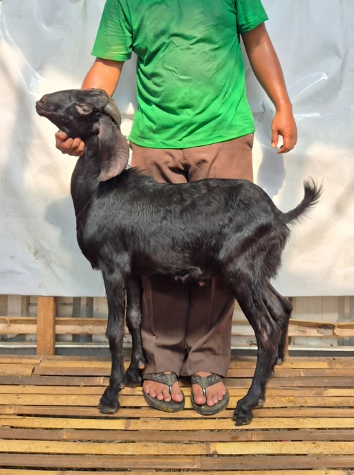 Image of KAMBING Qurban Tipe D 1156, berat 29 sd 33 Kg