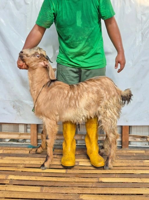 Image of KAMBING Qurban, Tipe C 1164. Bobot 25 sd 29 Kg
