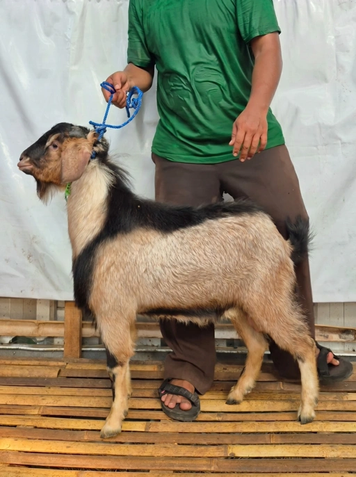 Image of KAMBING Qurban, Tipe C 1167. Bobot 25 sd 29 Kg