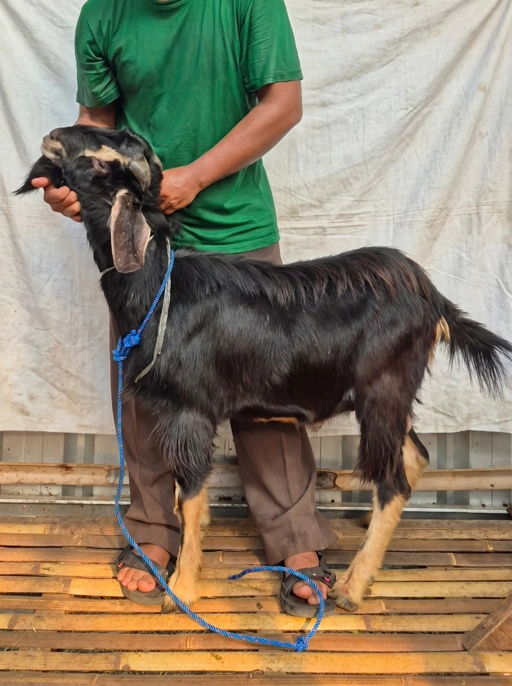 Image of KAMBING Qurban, Tipe E 1170 (33 sd 37 Kg)