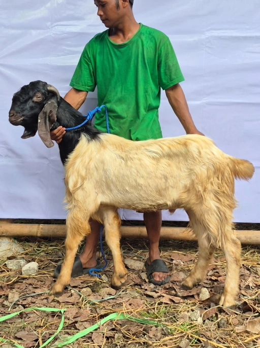 Image of KAMBING Qurban, Tipe F 1172 (37 sd 41 Kg)