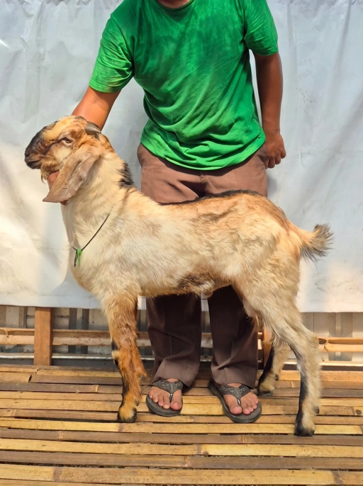 Image of KAMBING Qurban, Tipe C 1181. Bobot 25 sd 29 Kg
