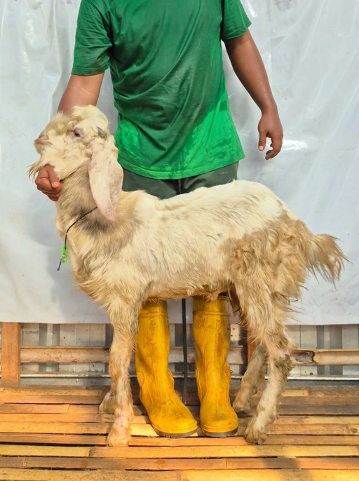 Image of KAMBING Qurban, Tipe C 1184. Bobot 25 sd 29 Kg