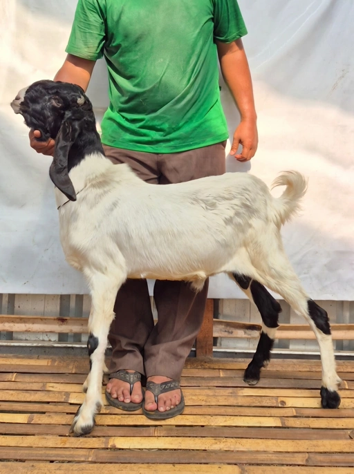 Image of KAMBING Qurban, Tipe C 1190. Bobot 25 sd 29 Kg