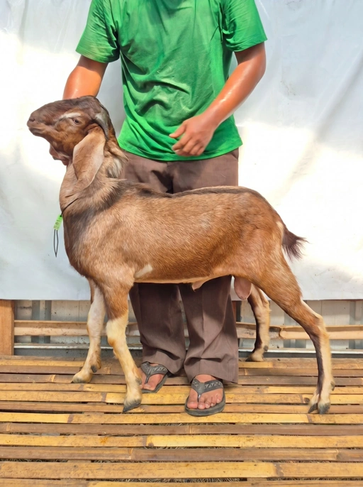 Image of KAMBING Qurban Tipe D 1195, berat 29 sd 33 Kg