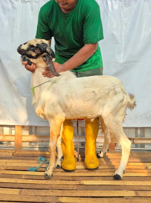 Image of KAMBING Qurban, Tipe E 1197 (33 sd 37 Kg)