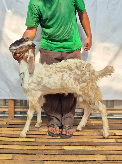 Image of KAMBING Qurban, Tipe B 1200. Bobot 21 sd 25 Kg