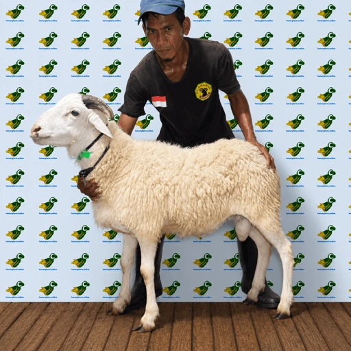 Image of Domba Garut Super 1, S1-42 (41 sd 45 kg)