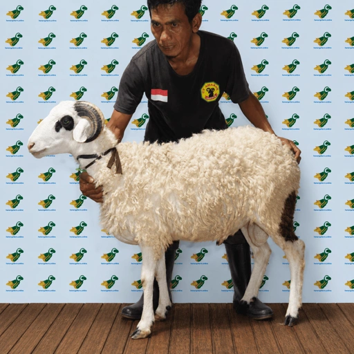 Image of Domba Garut Super 1, S1-44 (41 sd 45 kg)
