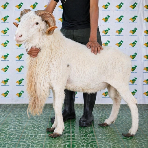 Image of Domba Garut Super 2 , S2-02 (45 sd 49 kg)