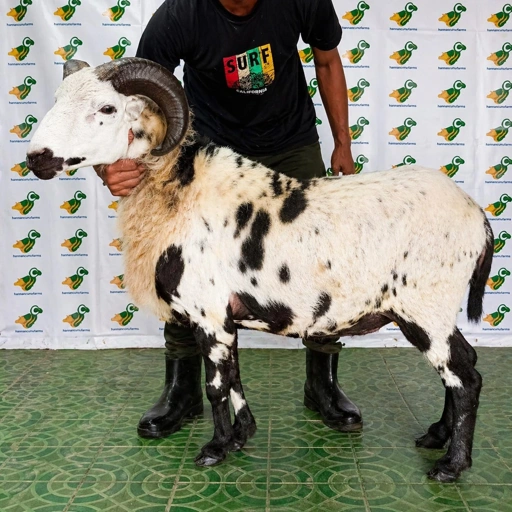 Image of Domba Garut Super 2 , S2-10 (45 sd 49 kg)