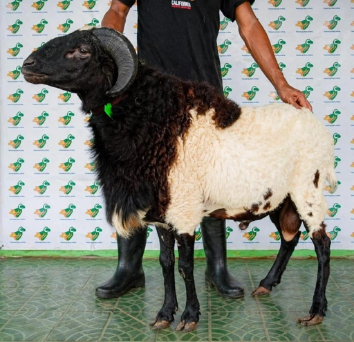 Image of Domba Garut Super 2 , S2-11 (45 sd 49 kg)