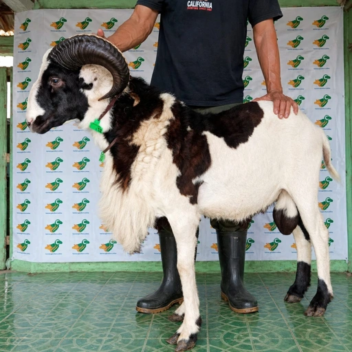 Image of Domba Garut Super 2 , S2-12 (45 sd 49 kg)