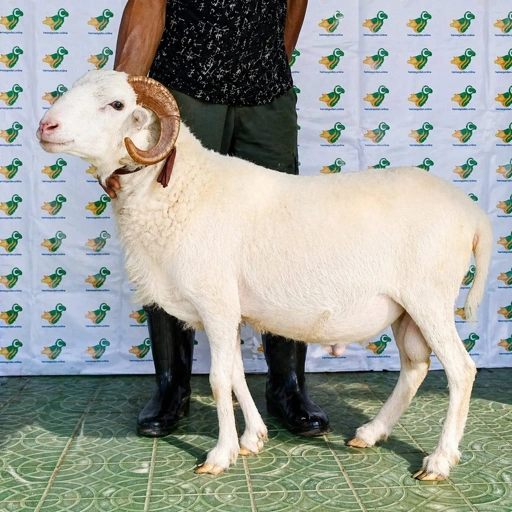 Image of Domba Garut Super 2 , S2-20 (45 sd 49 kg)