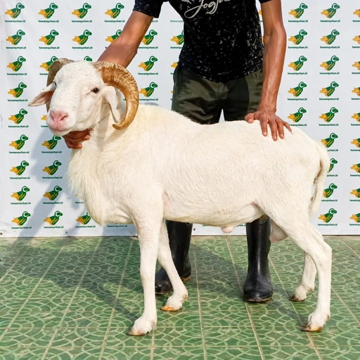 Image of Domba Garut Super 3 , S3-21 (49 sd 54 kg)