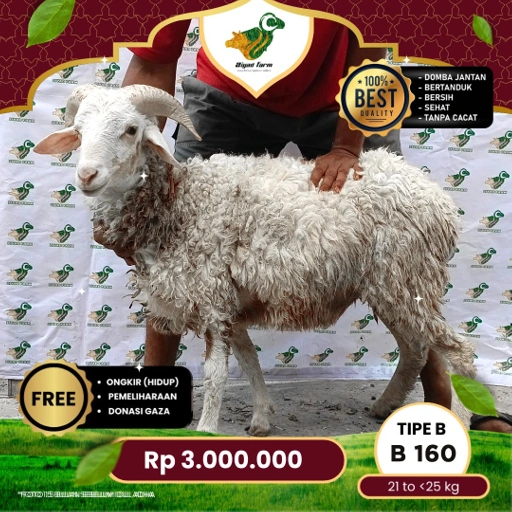 Image of Domba Qurban Tipe B 160, berat 17 sd 21 Kg