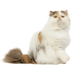Kucing