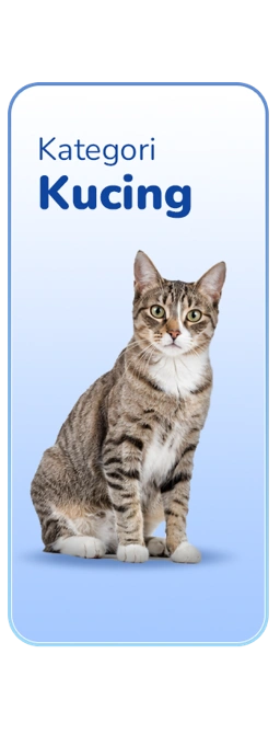 Kucing