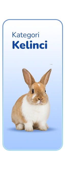 Kelinci