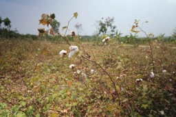 Banner Image 1